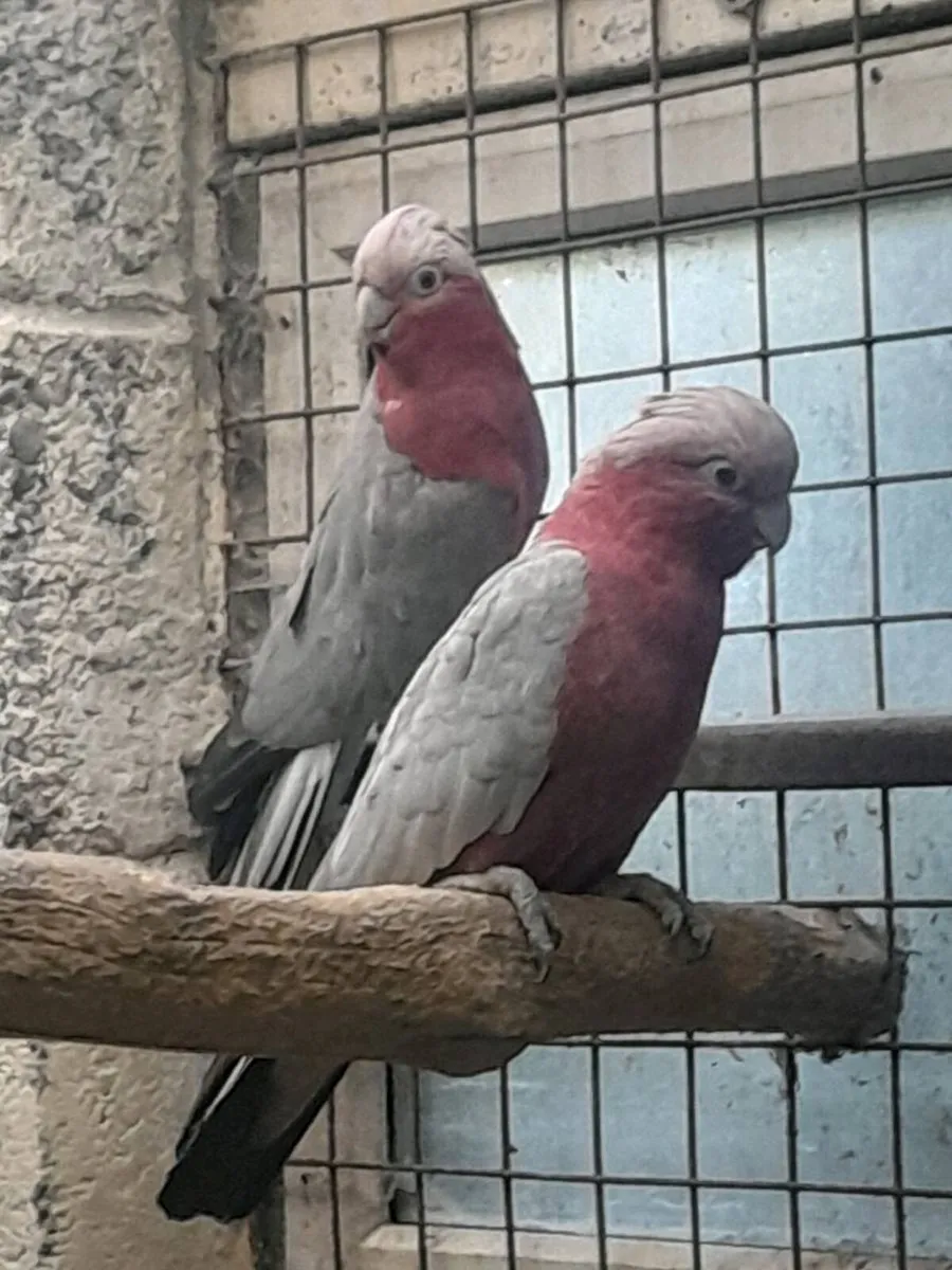 Birds - Image 4