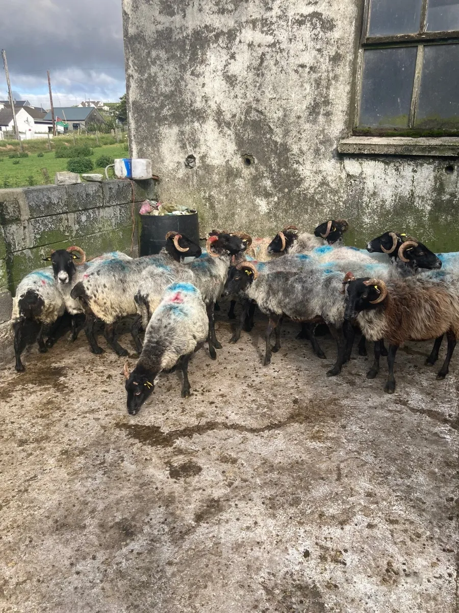 Mayo mountain breeding ewes - Image 3