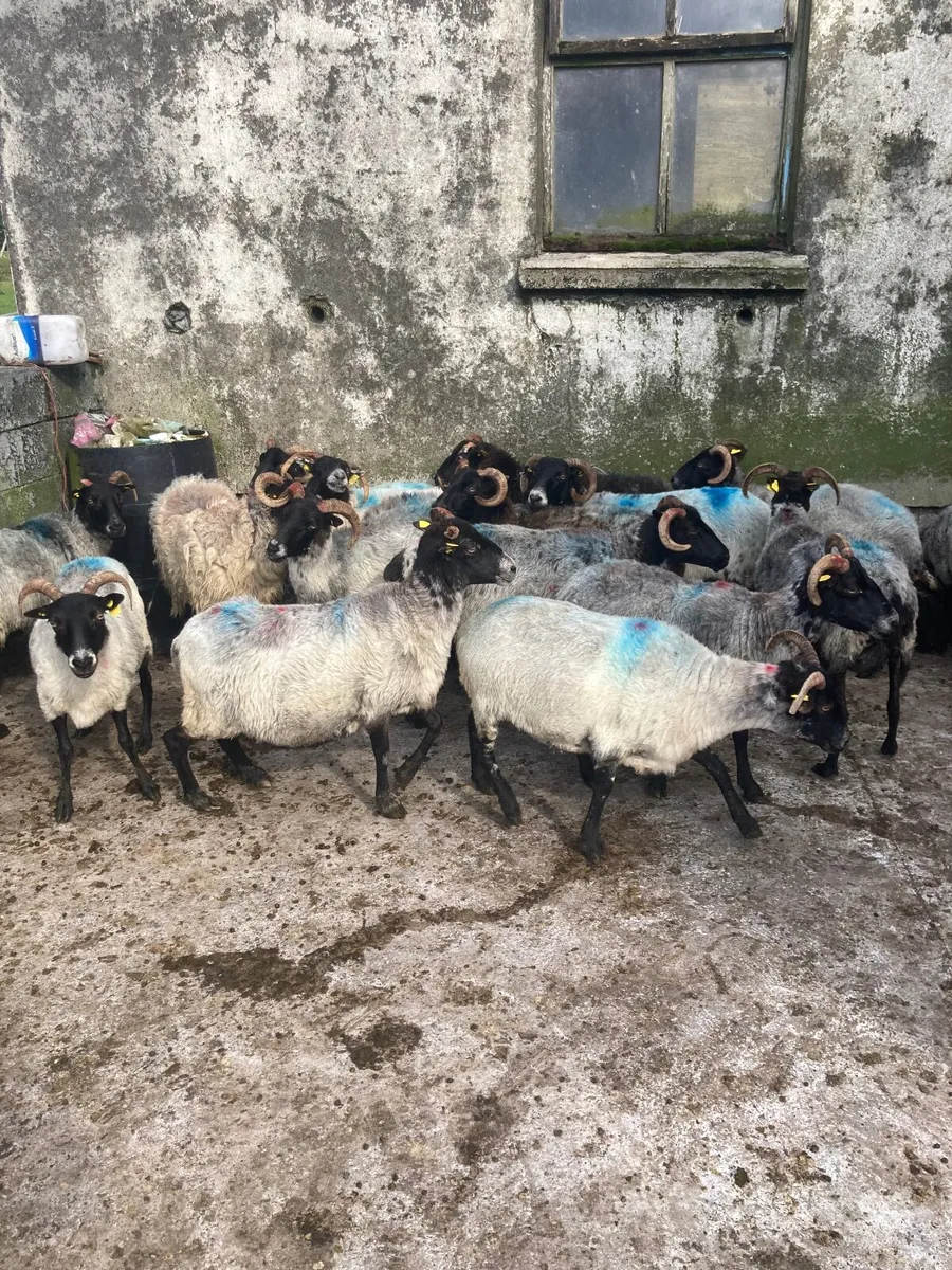 Mayo mountain breeding ewes - Image 1