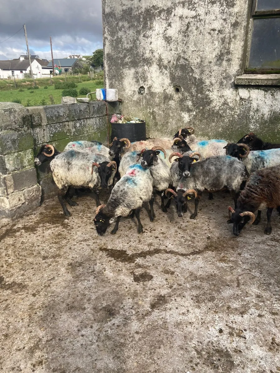 Mayo mountain breeding ewes - Image 2