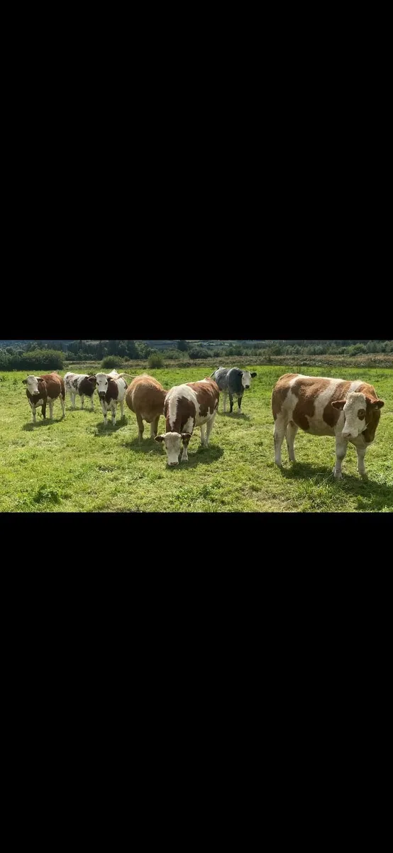 *SUPER QUALITY IN CALF SIMMENTAL & SHX HEIFERS* - Image 1