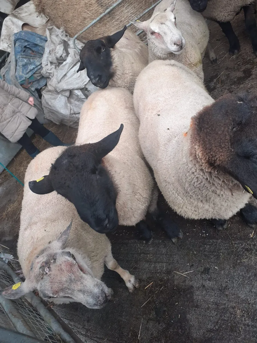 PBR Charollais Texel and Suffolk Rams - Image 2