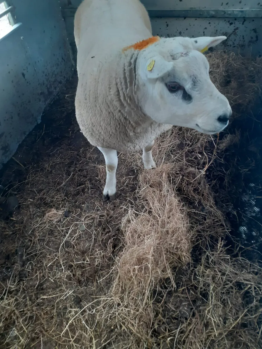 PBR Charollais Texel and Suffolk Rams - Image 3