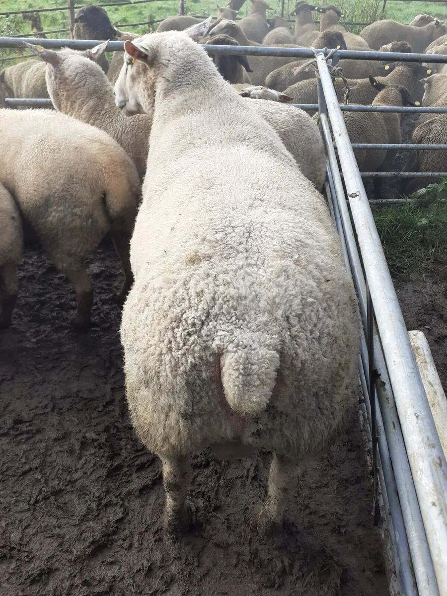 PBR Charollais Texel and Suffolk Rams - Image 1