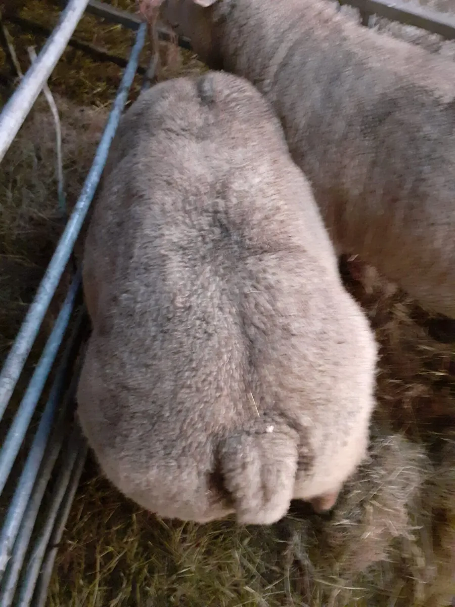 PBR Charollais Texel and Suffolk Rams - Image 4