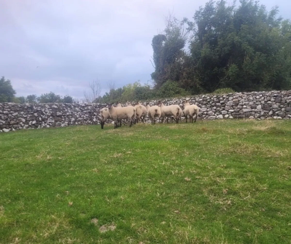 Hoggets - Image 3