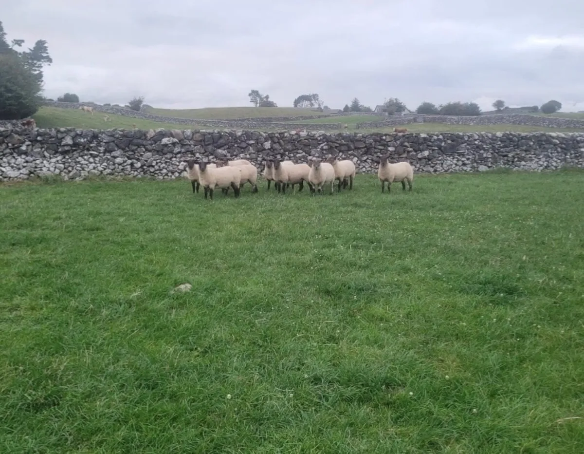 Hoggets - Image 4