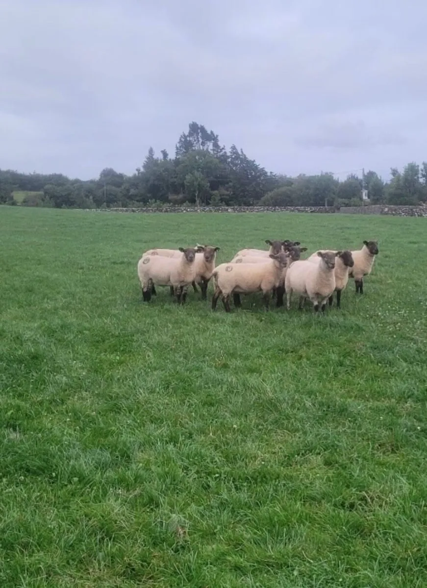 Hoggets - Image 1