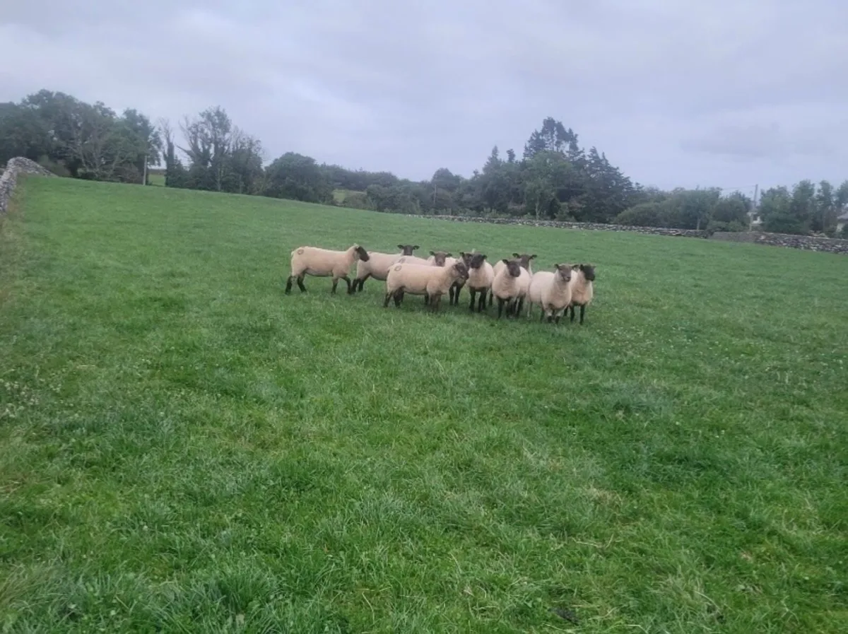 Hoggets - Image 2