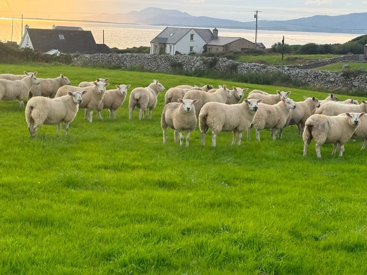 Ewe Lambs - Image 2