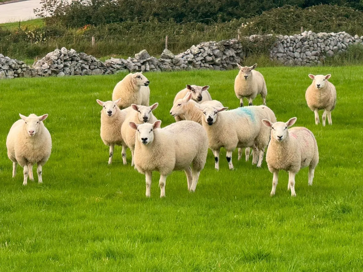 Ewe Lambs - Image 1
