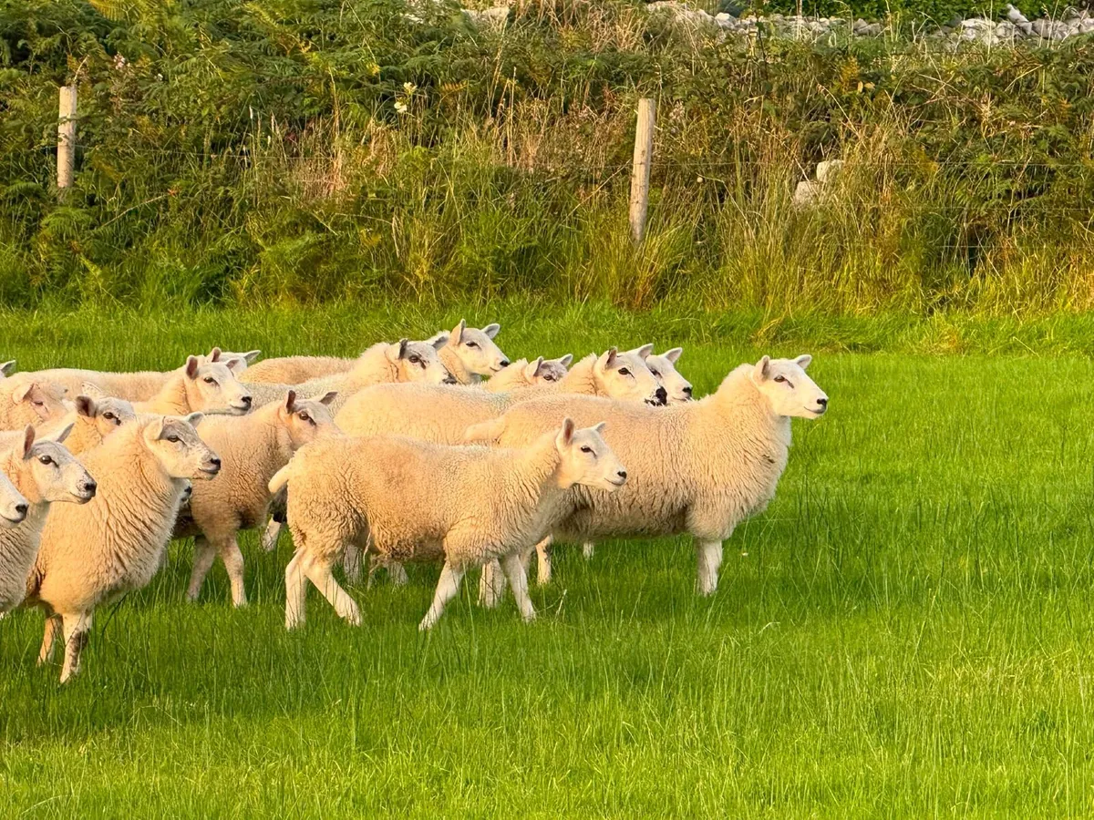 Ewe Lambs - Image 3