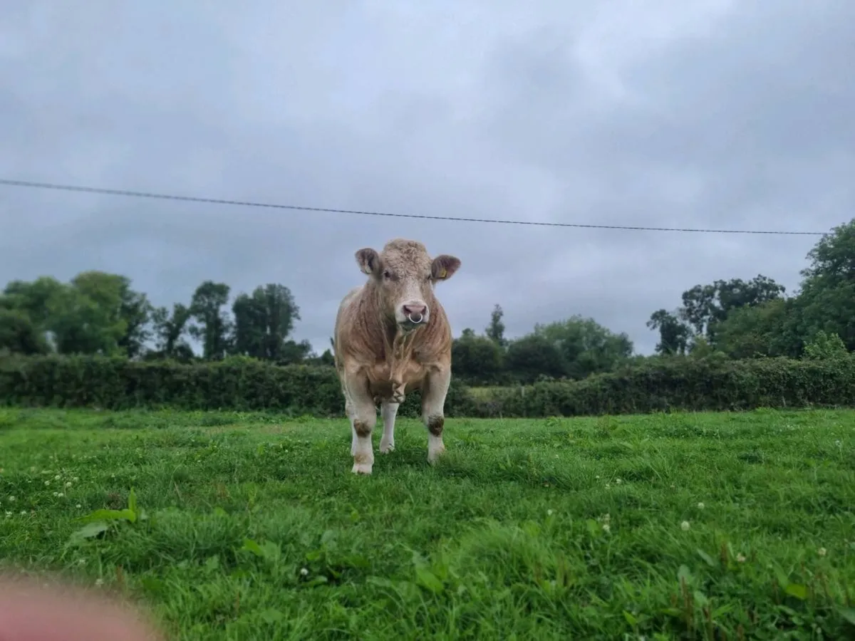 Purebred charloais bull - Image 1