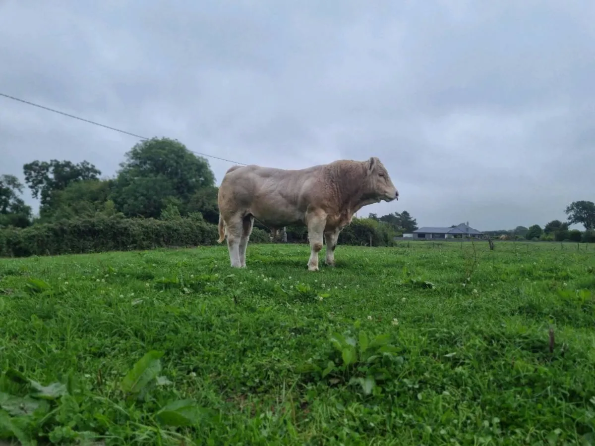 Purebred charloais bull - Image 2