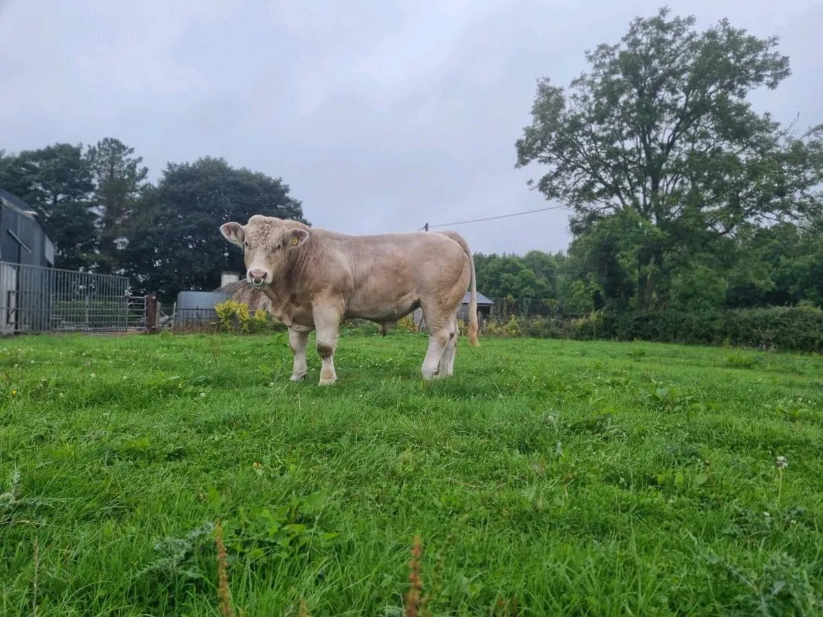 Purebred charloais bull - Image 3