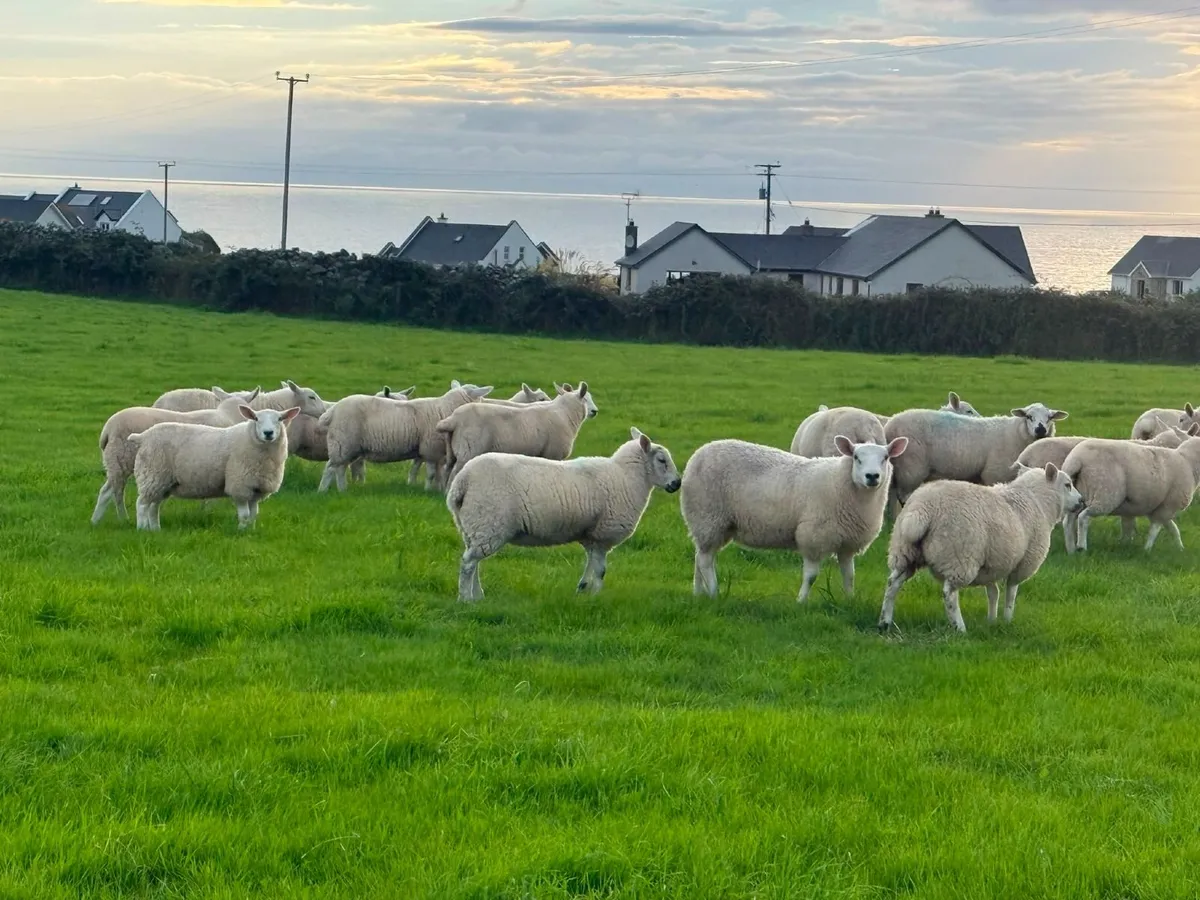 Ewe Lambs - Image 4