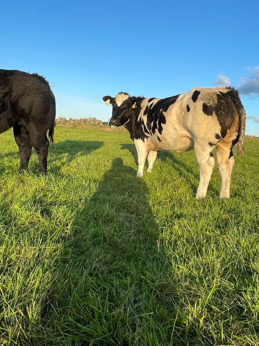 Cracking heifer - Image 3