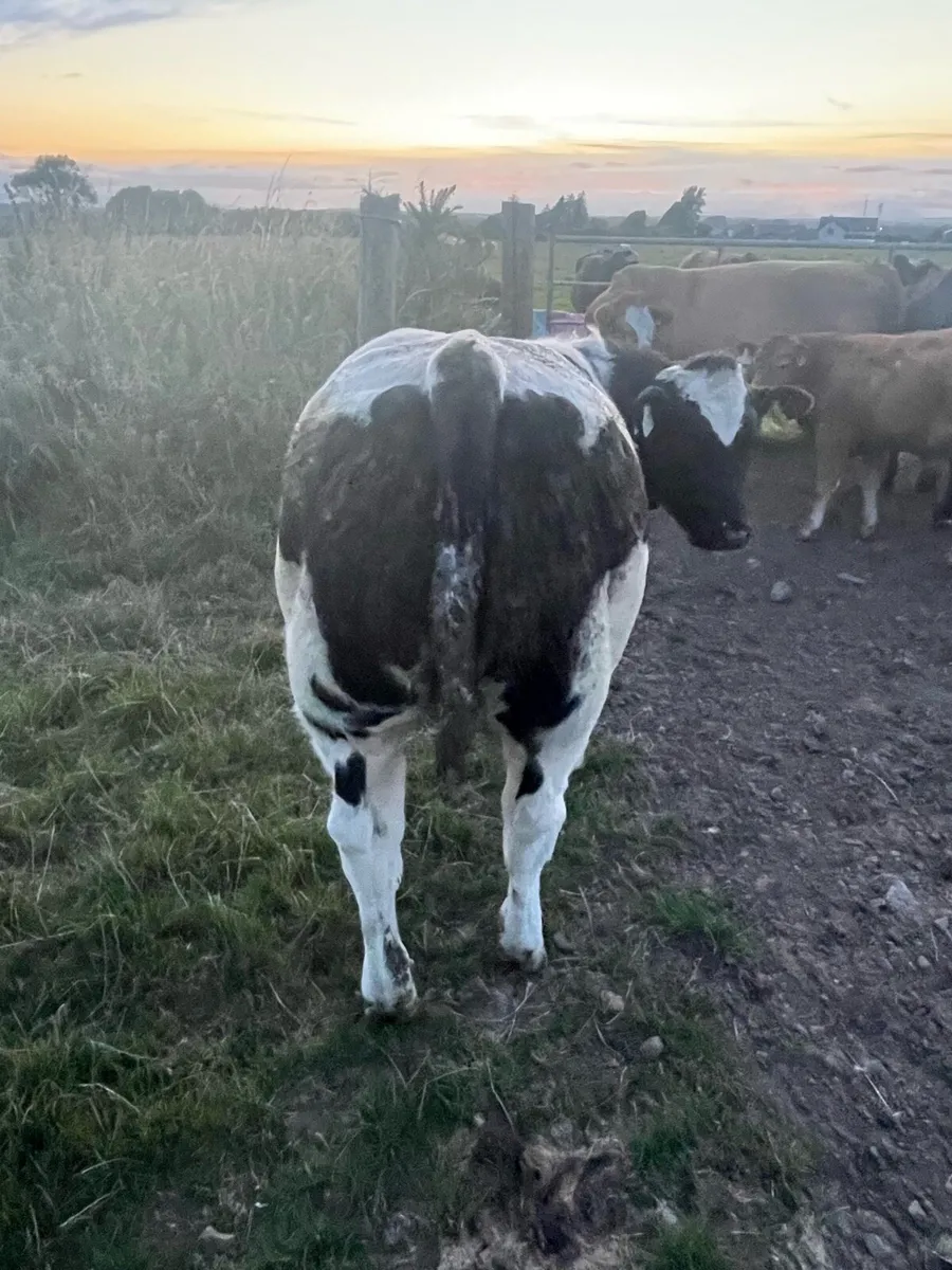 Cracking heifer - Image 4