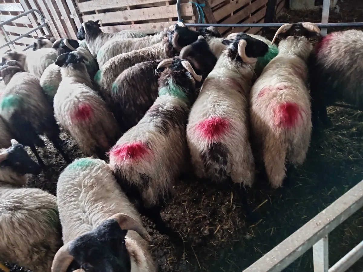 25 Organic Ram Lambs Coolaney Mart - Image 1