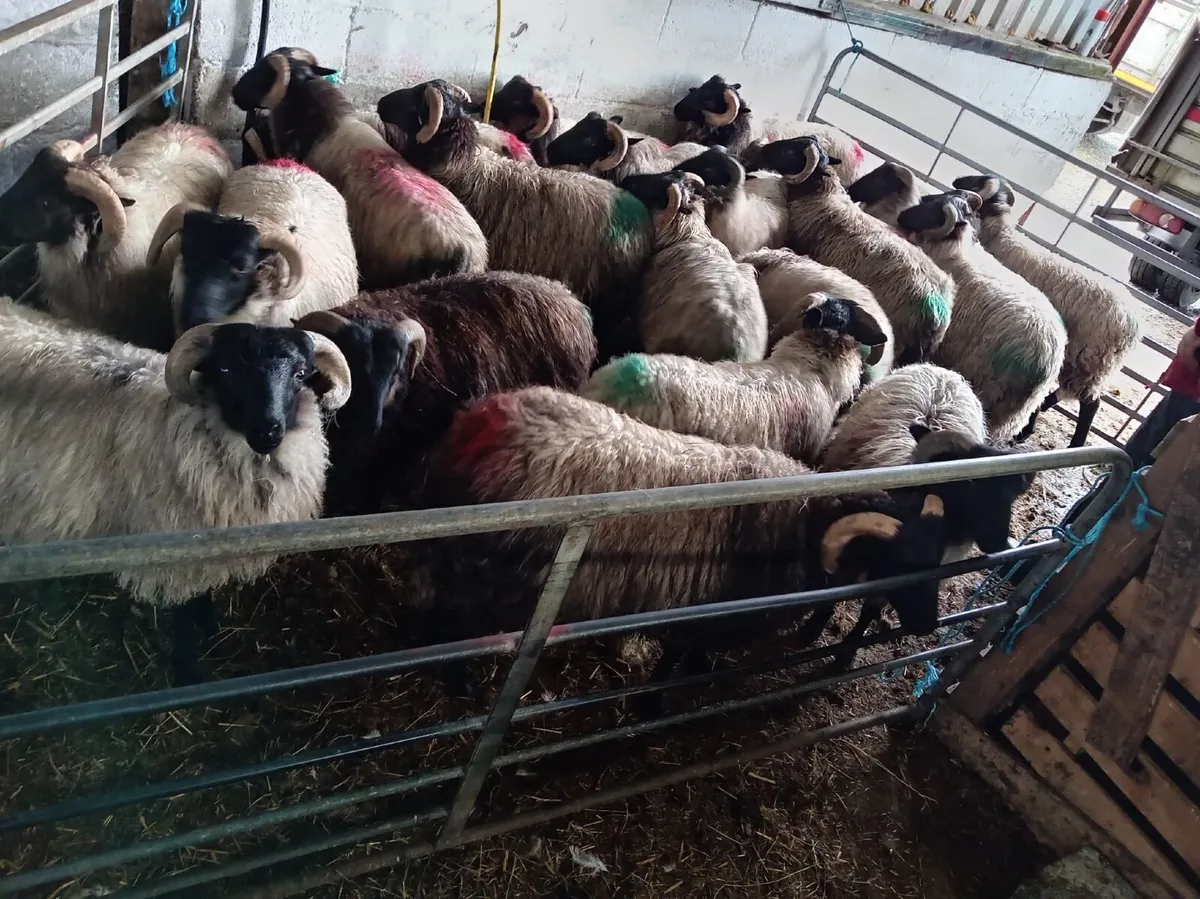 25 Organic Ram Lambs Coolaney Mart - Image 2