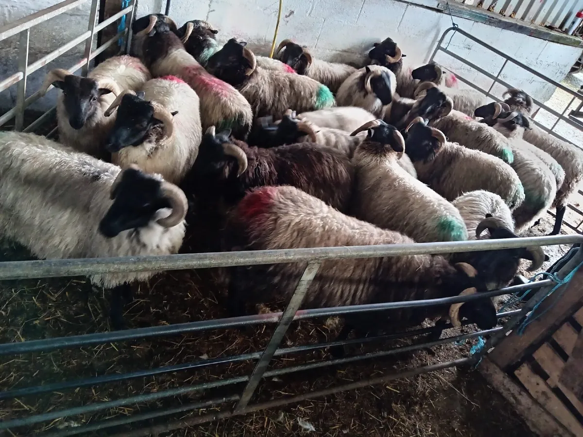 25 Organic Ram Lambs Coolaney Mart - Image 3