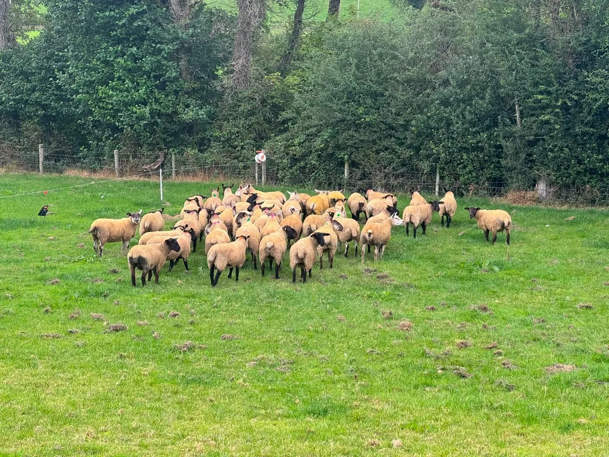 Super Hoggets - Image 3