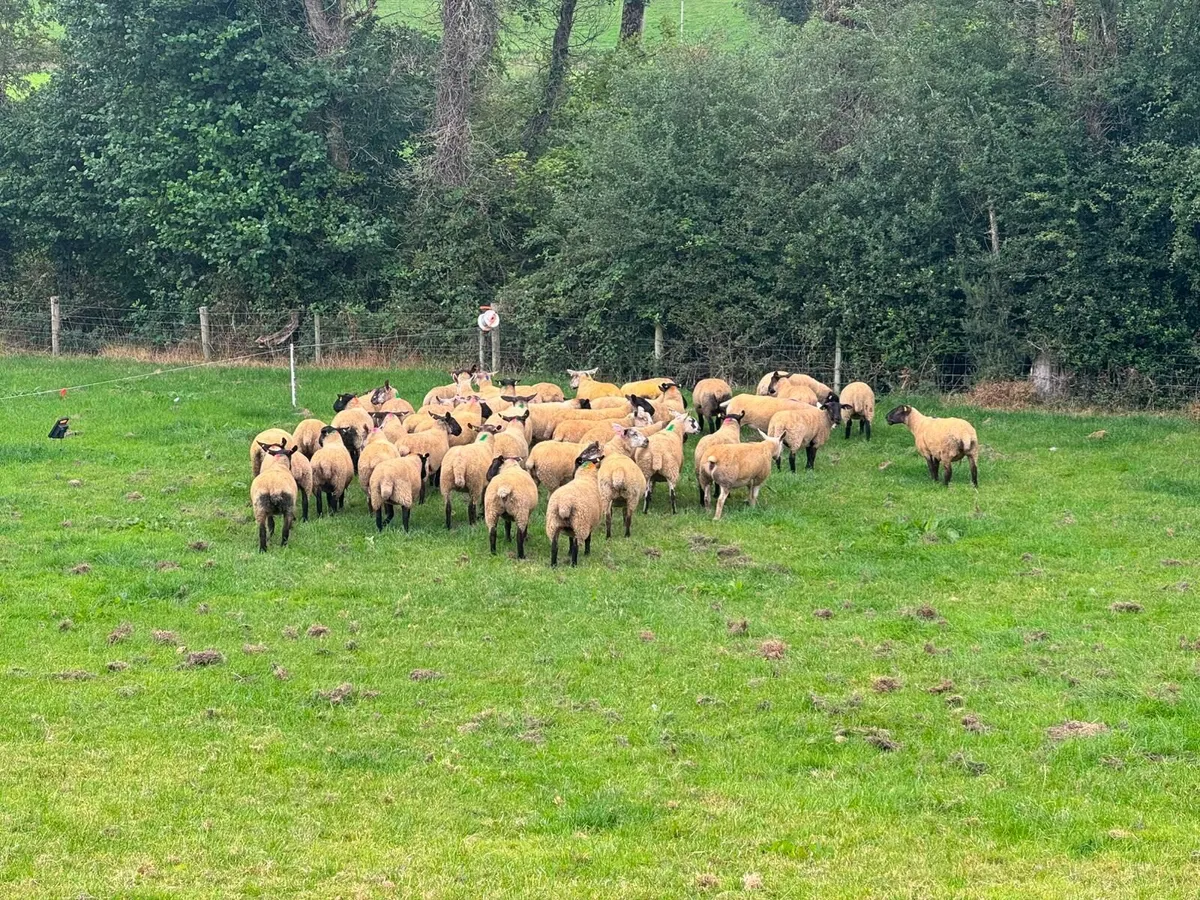 Super Hoggets - Image 2