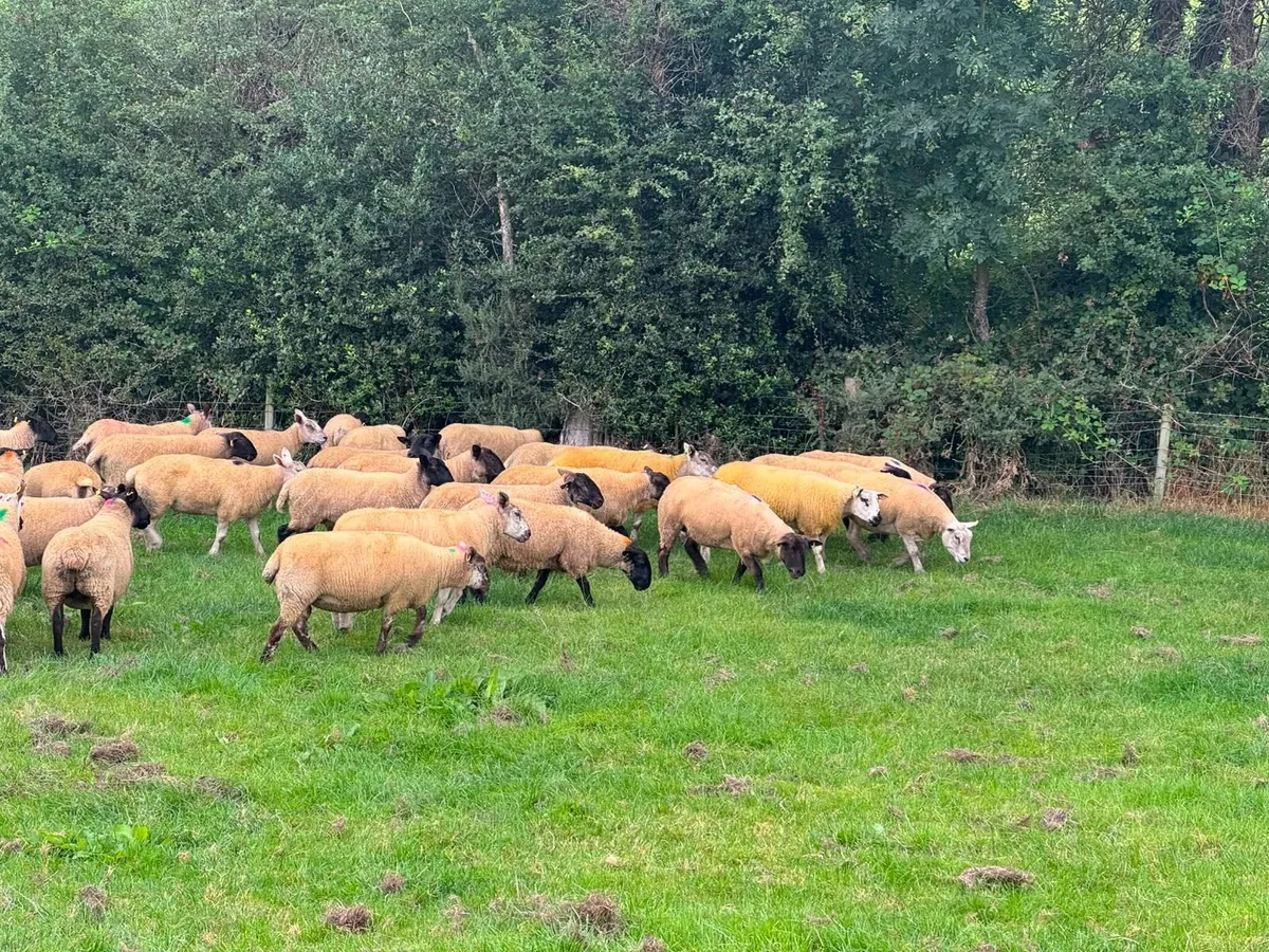 Super Hoggets - Image 4