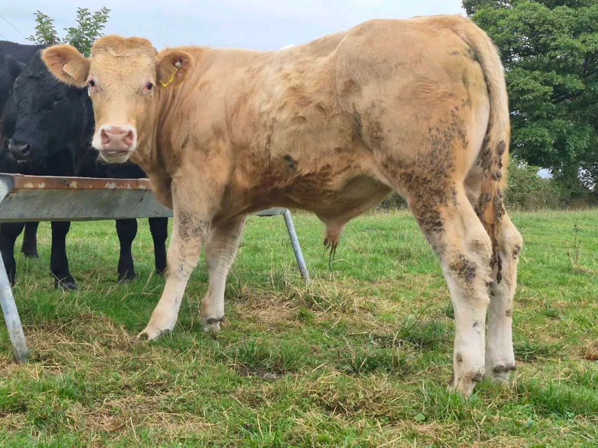 7 Super Bull Weanlings - Image 2