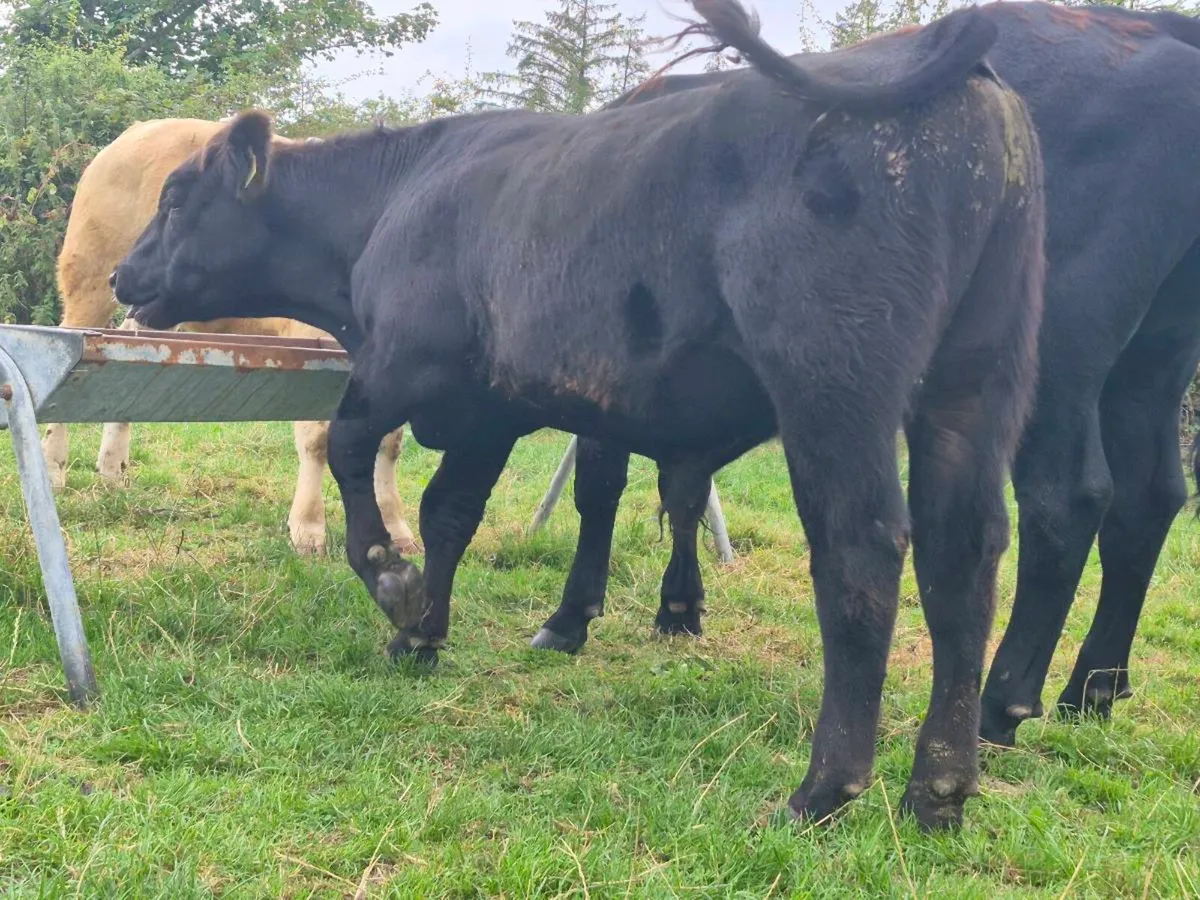 7 Super Bull Weanlings - Image 3