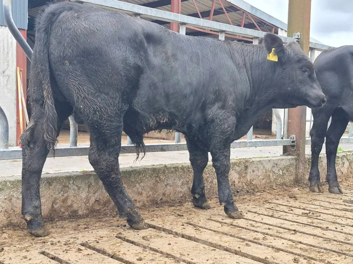 7 Super Bull Weanlings - Image 4