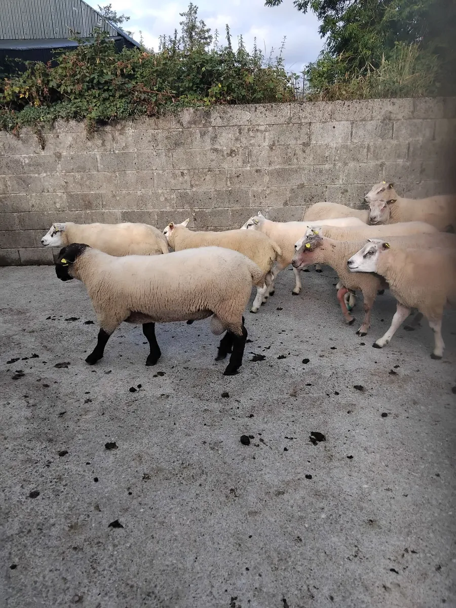 Rams for sale - Image 2