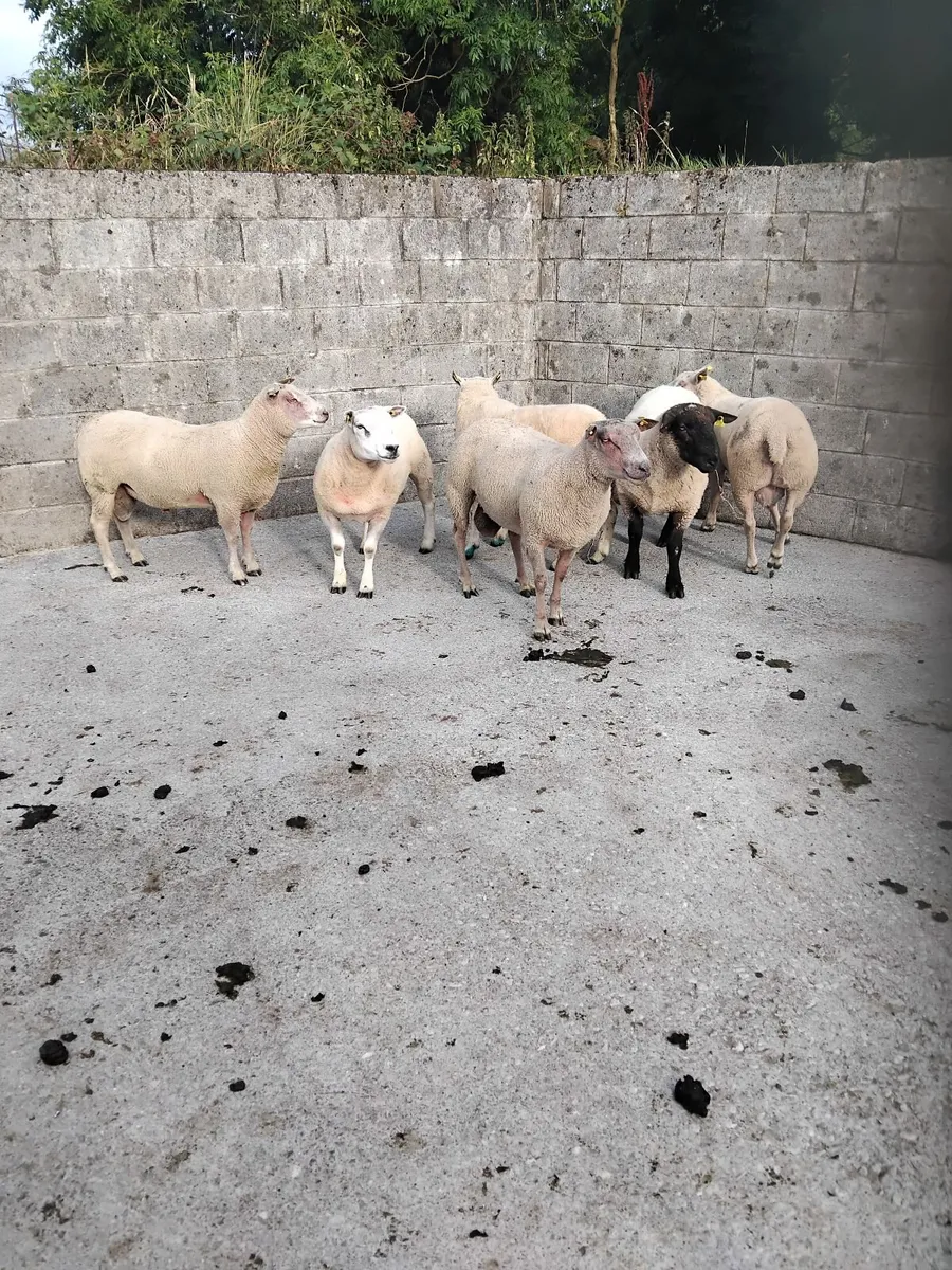 Rams for sale - Image 3