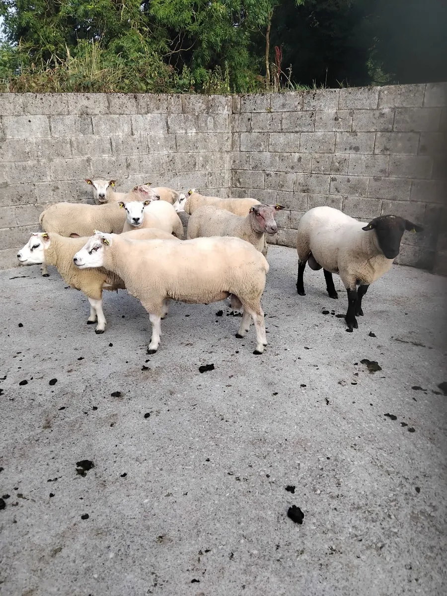 Rams for sale - Image 4