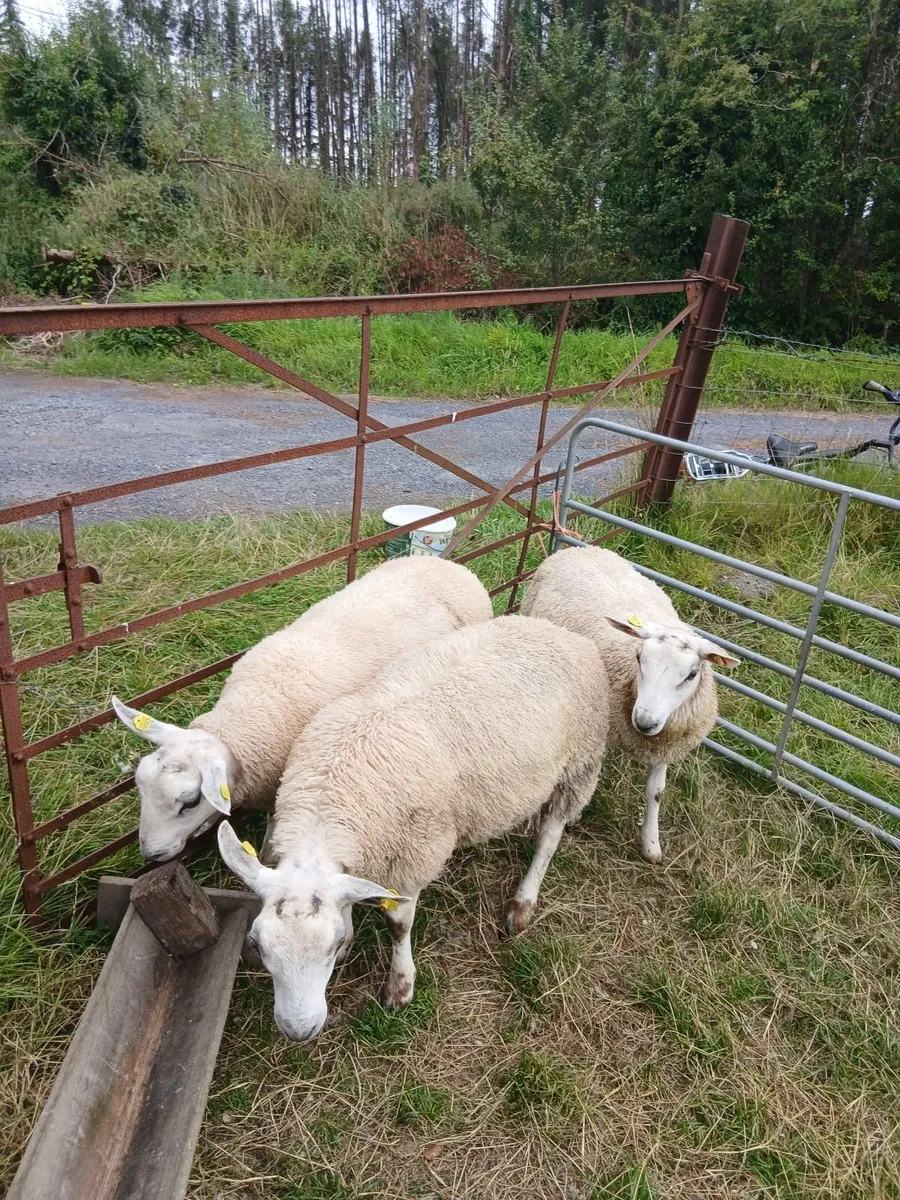 Aberfield ram lambs - Image 2