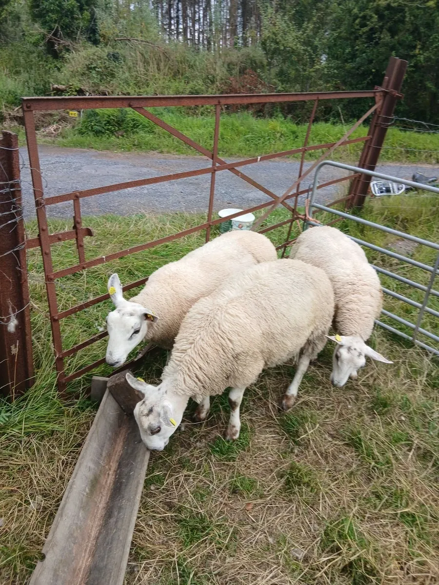 Aberfield ram lambs - Image 1