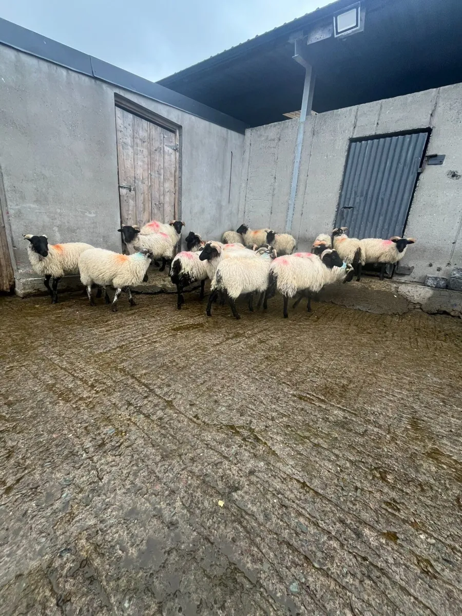Sheep - Image 2
