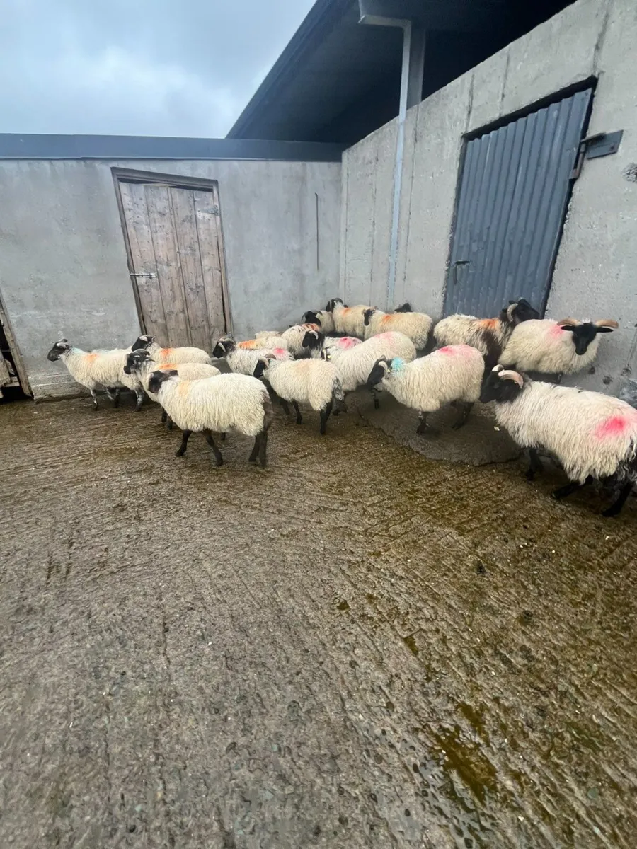 Sheep - Image 1