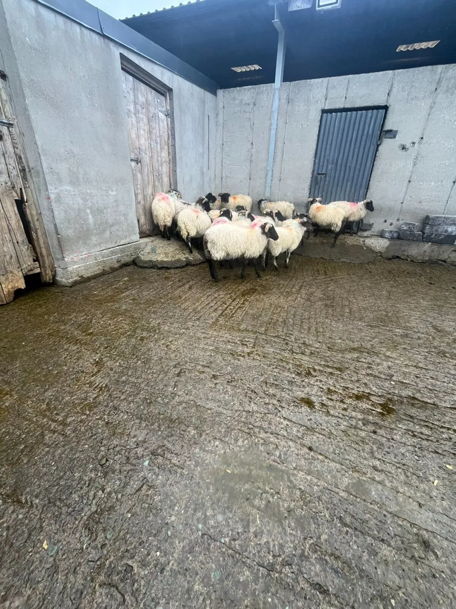 Sheep - Image 3