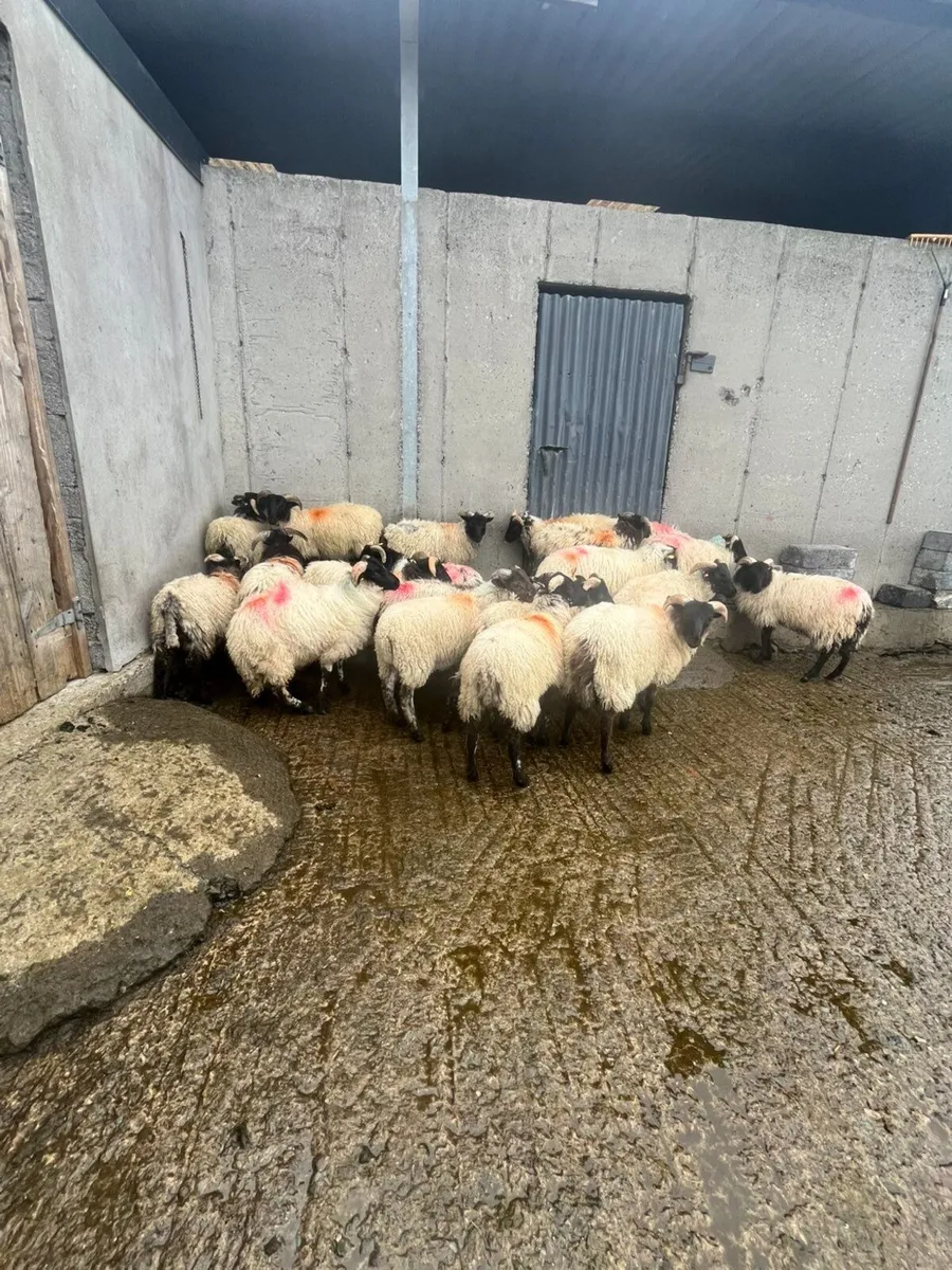 Sheep - Image 4