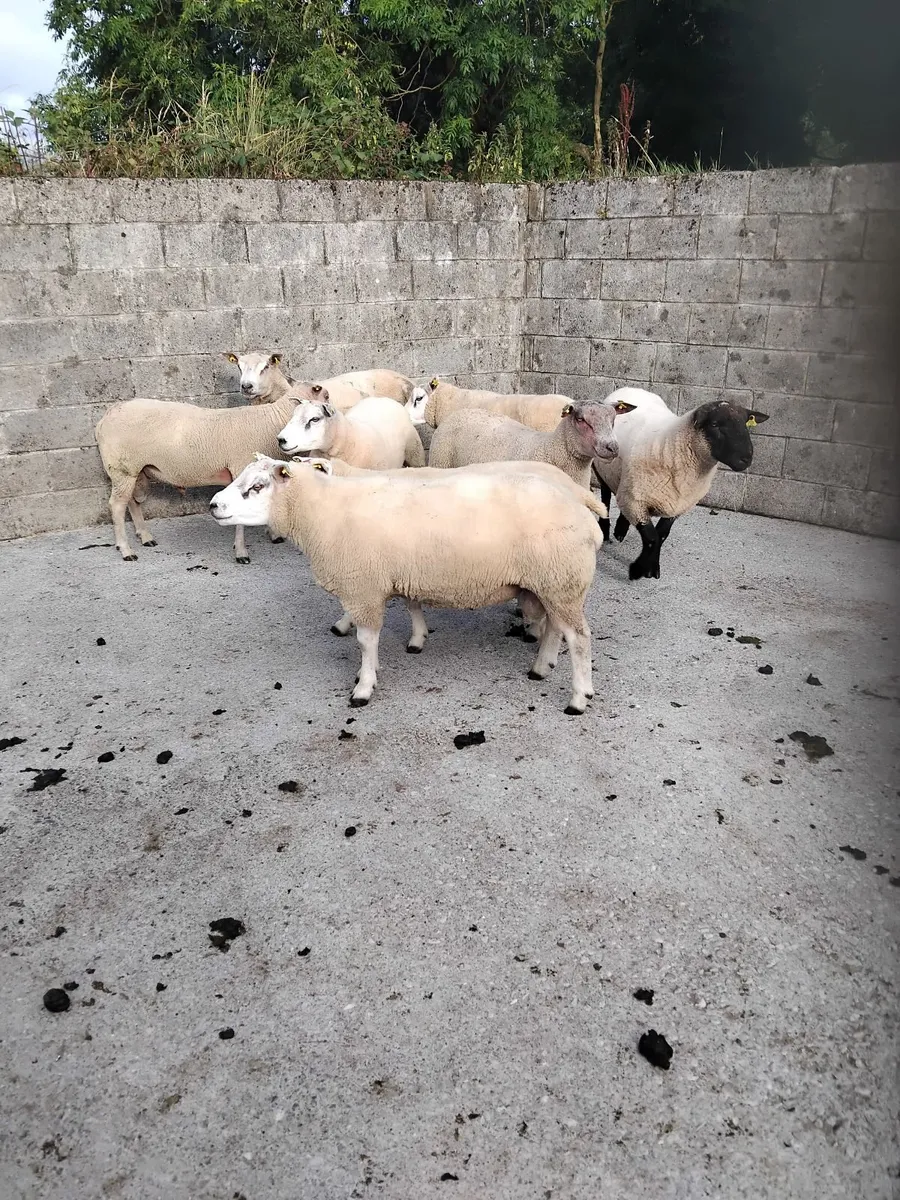Rams for sale - Image 1