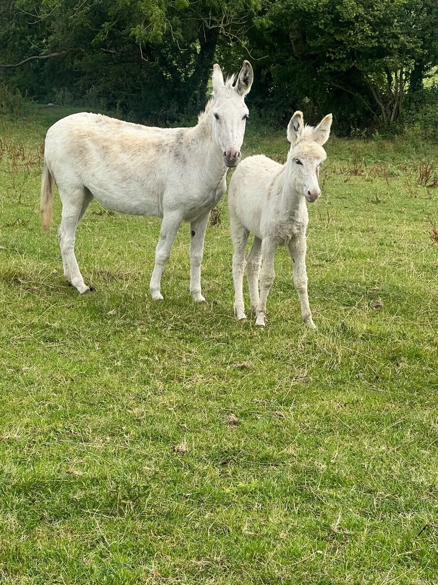 Unusual coloured donkey foal for sale - Image 1