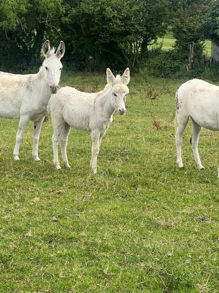 Unusual coloured donkey foal for sale - Image 2