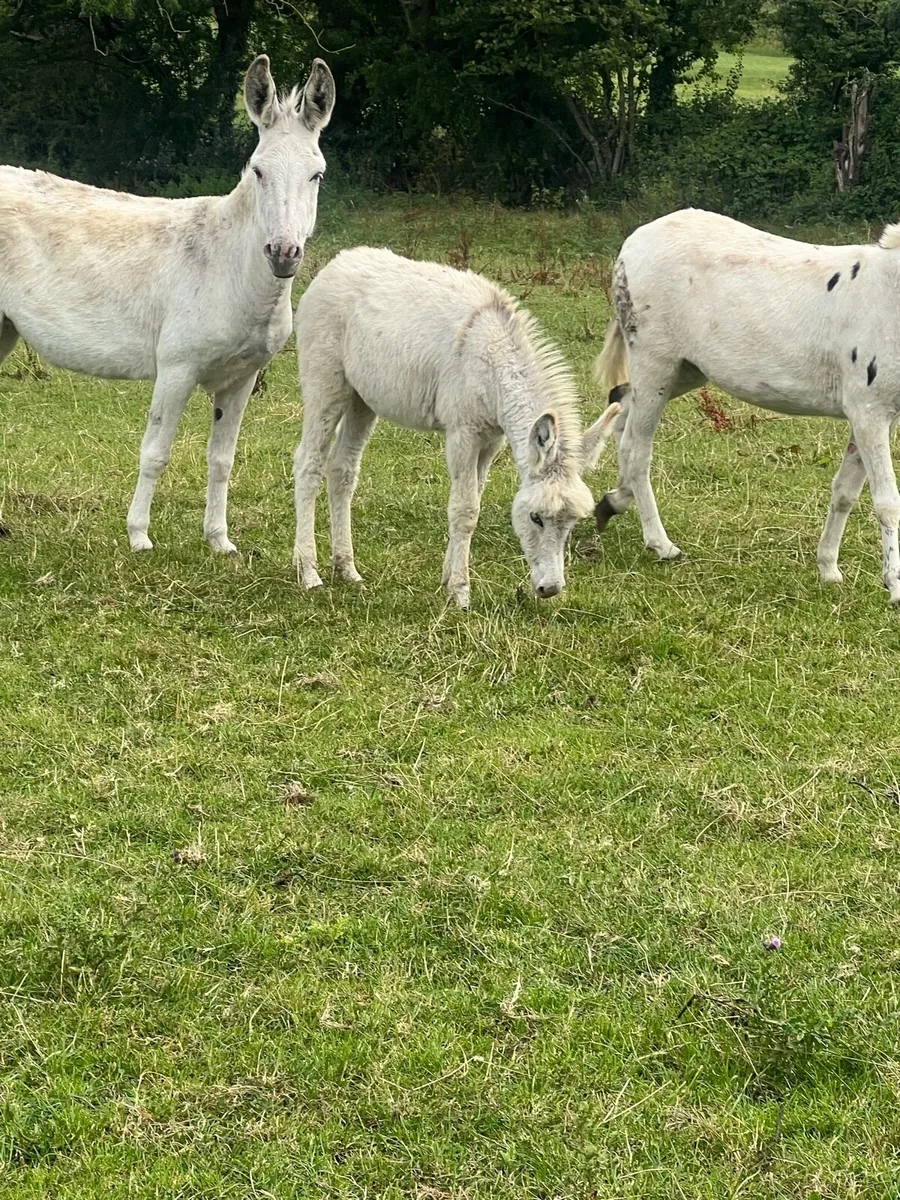 Unusual coloured donkey foal for sale - Image 3