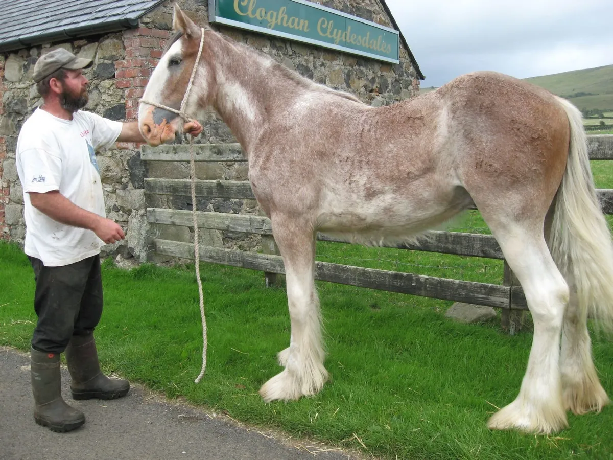 Clydesdale Horse - Image 2