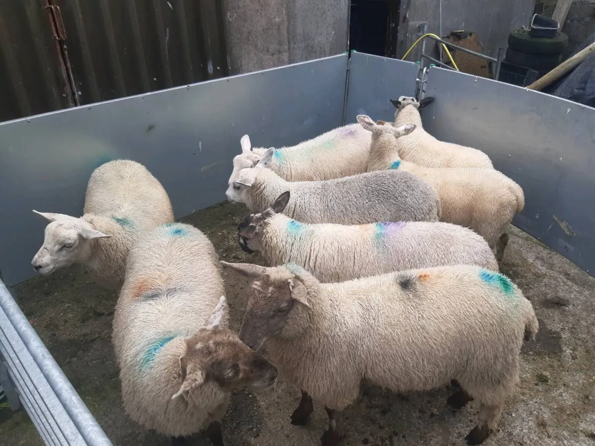 Eve lambs - Image 3