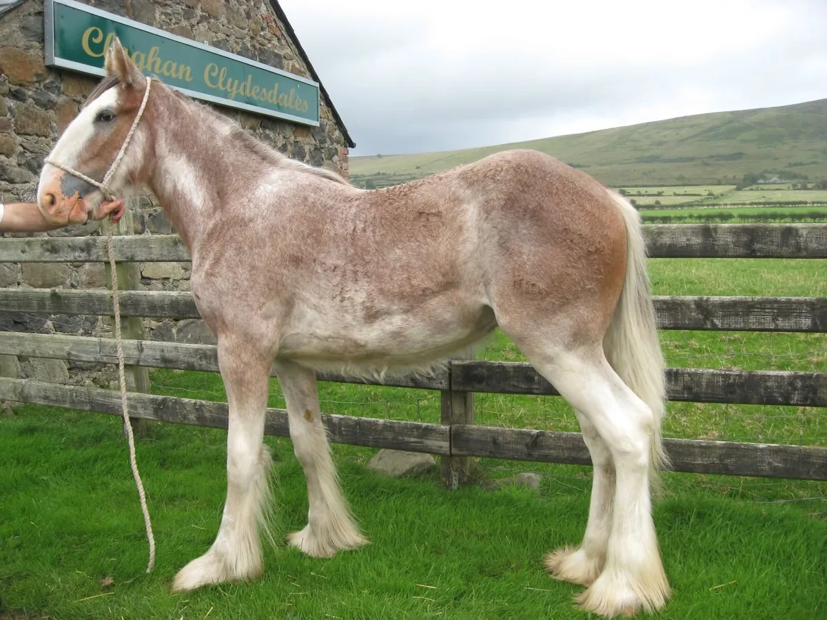 Clydesdale Horse - Image 3