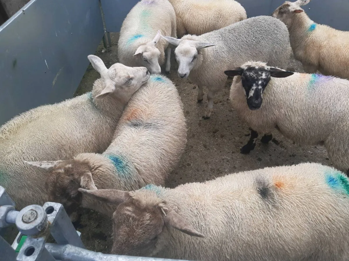 Eve lambs - Image 4