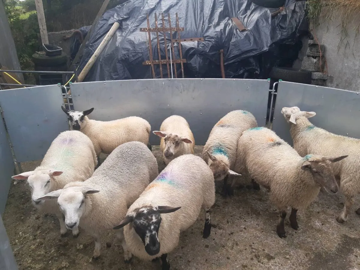 Eve lambs - Image 2