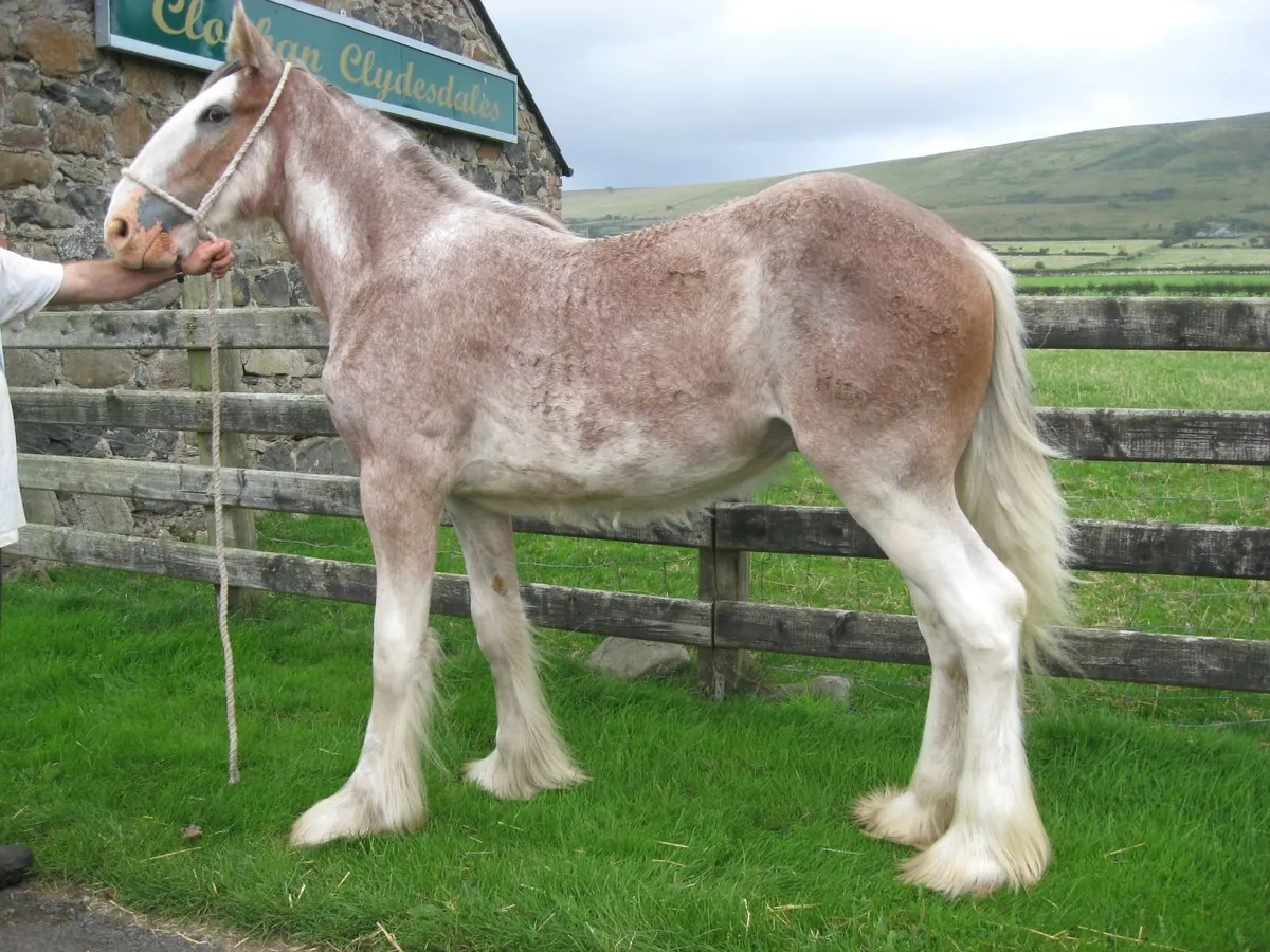 Clydesdale Horse - Image 4